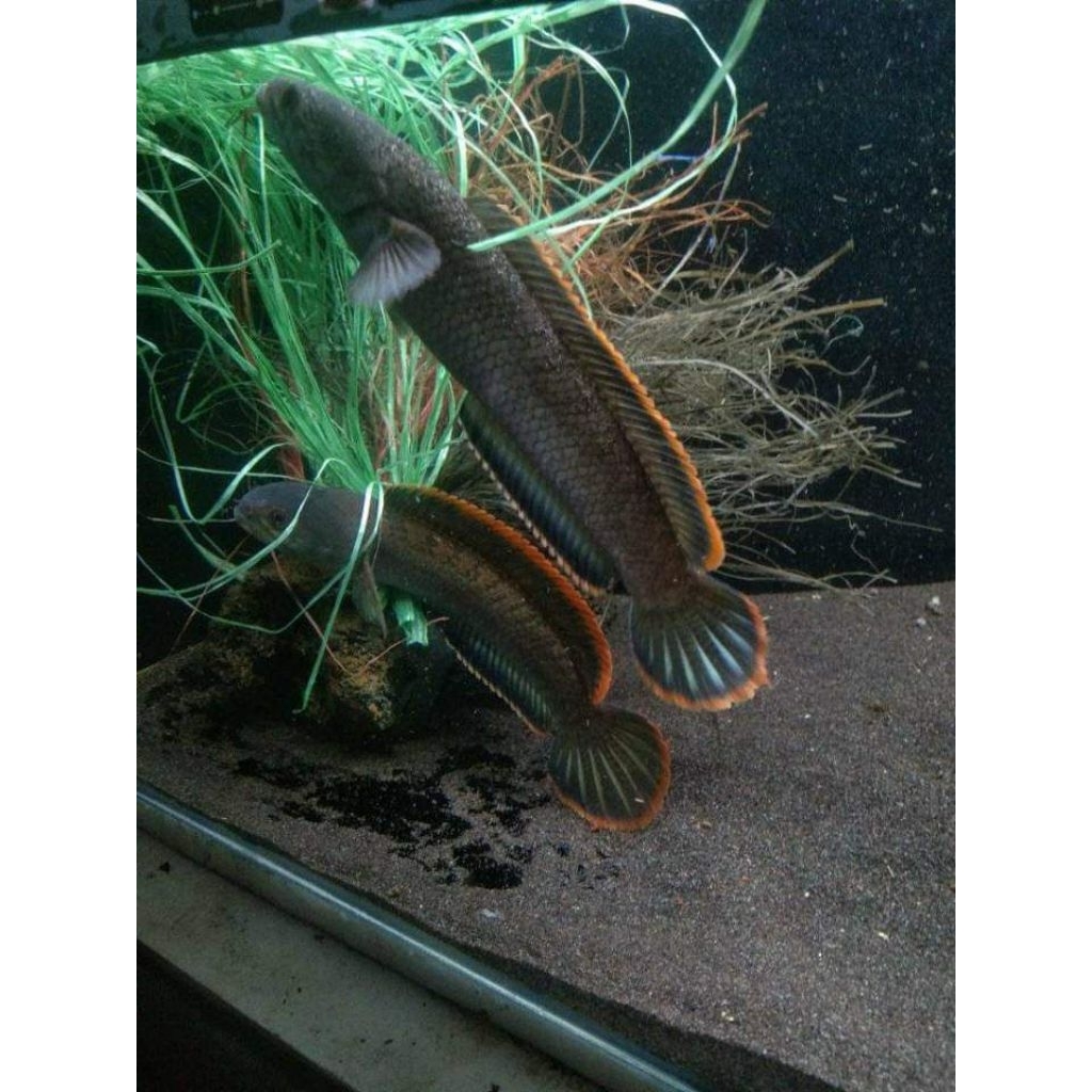 Limbata sepasang 13-20cm Bawa telur siap kawin