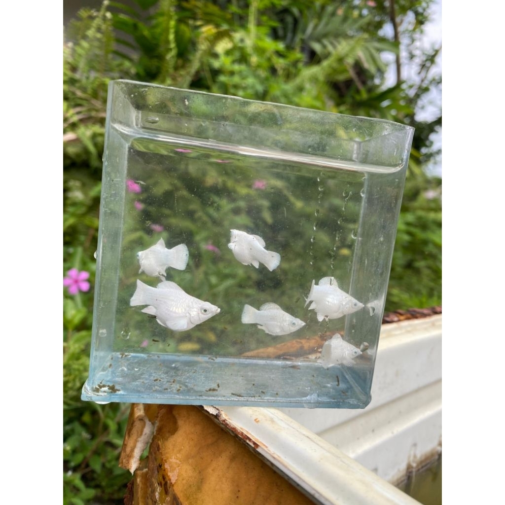 MOLLY PLATINUM BALON ROUNDTAIL MATA BIRU, MATA KRISTAL