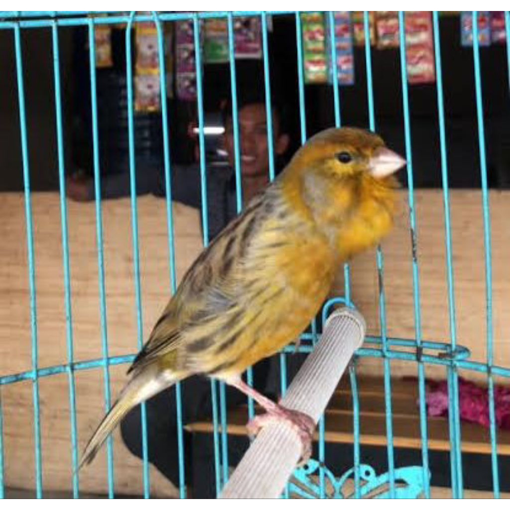 BURUNG KENARI GACORAN DAN BETINA SIAPAN