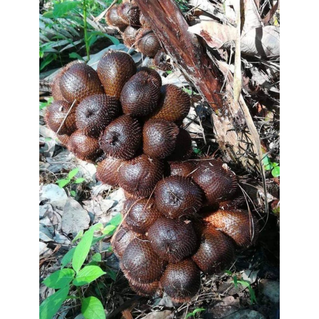SALAK SIDEMPUAN 1KG