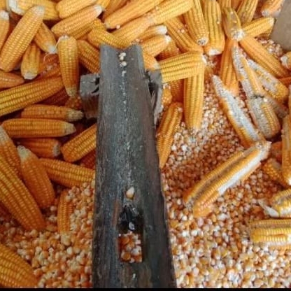 1KG JAGUNG PIPIL KERING /jagung kuning kering sudah dipipil