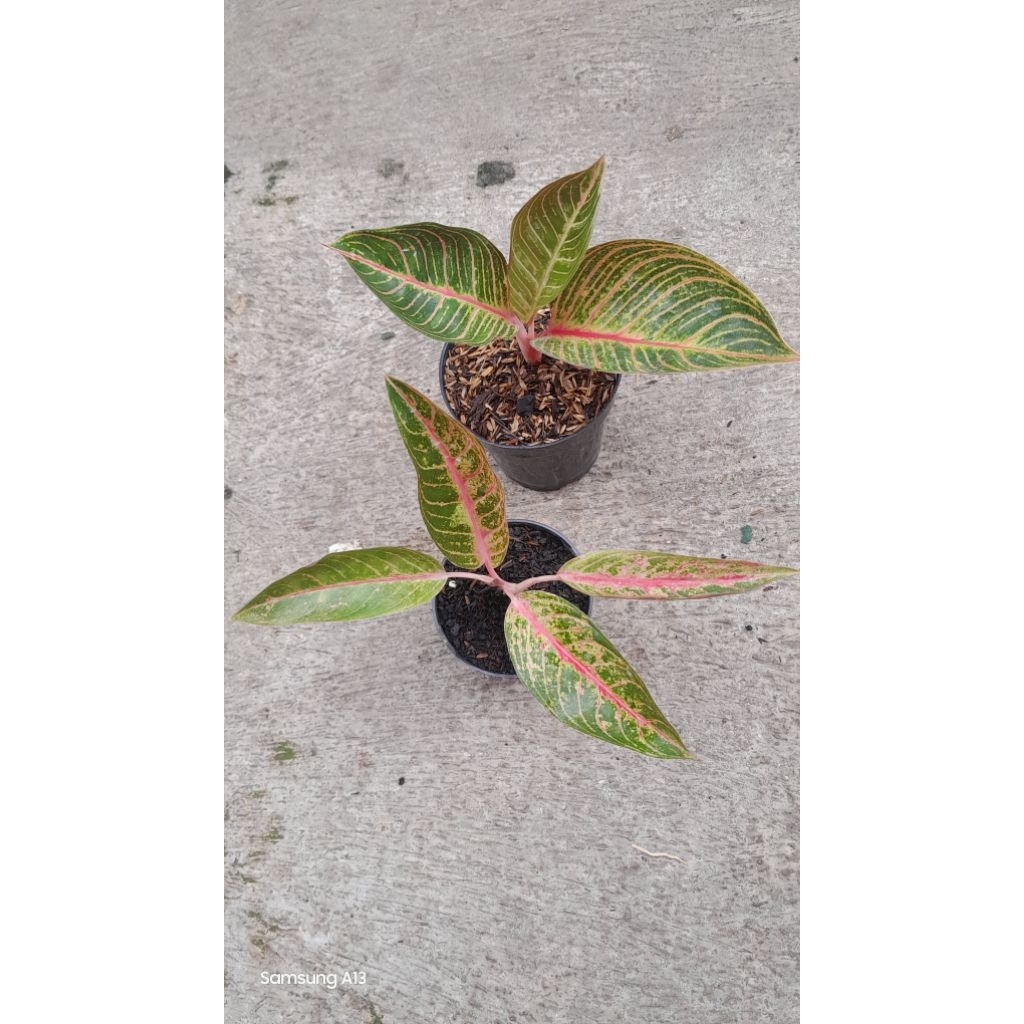 Paket 2 Aglonema 180K = Kresna Golden & Mahardika