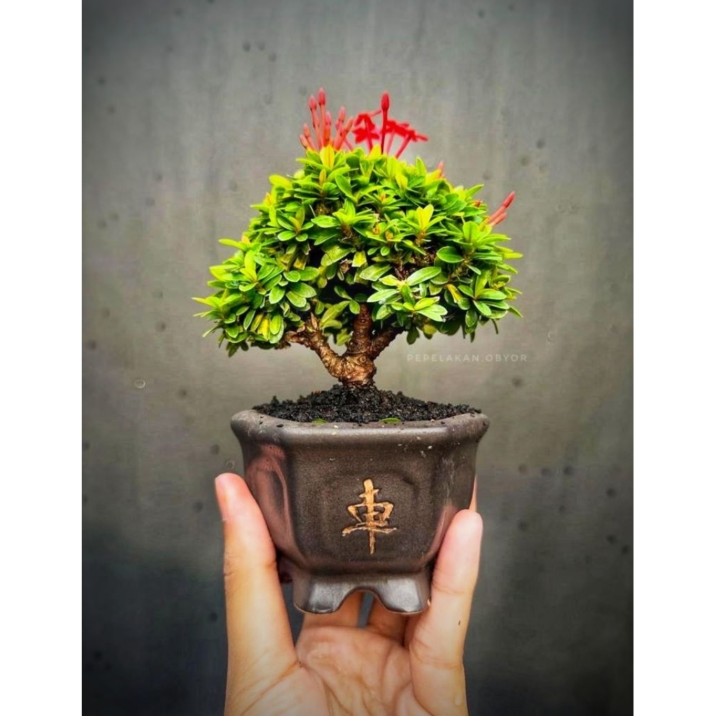 Bonsai Asoka Mini Super Micro Bonsai Asoka Japan Micro ( Ixora Coccinea) Siap Pajang plus Pot dan Gr