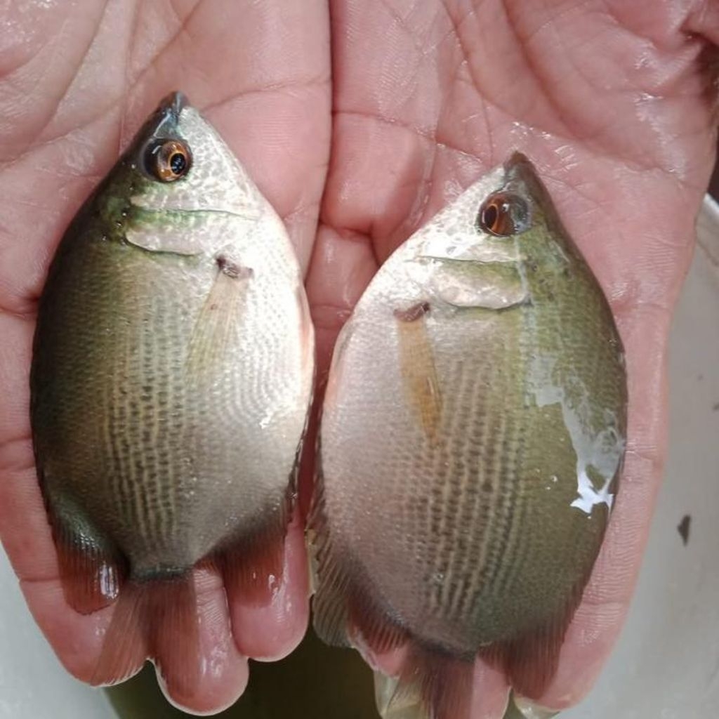 ikan tembakang hijau jumbo berkualitas