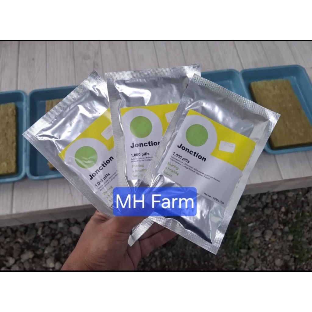 Benih Selada RZ junction