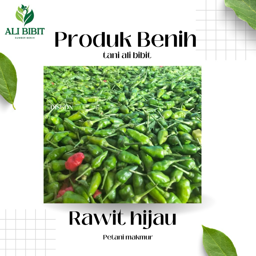 50 Butir > Biji Benih Cabe Rawit Hijau/cengek> Bibit Cabe Rawit hijau >Bonus Benih