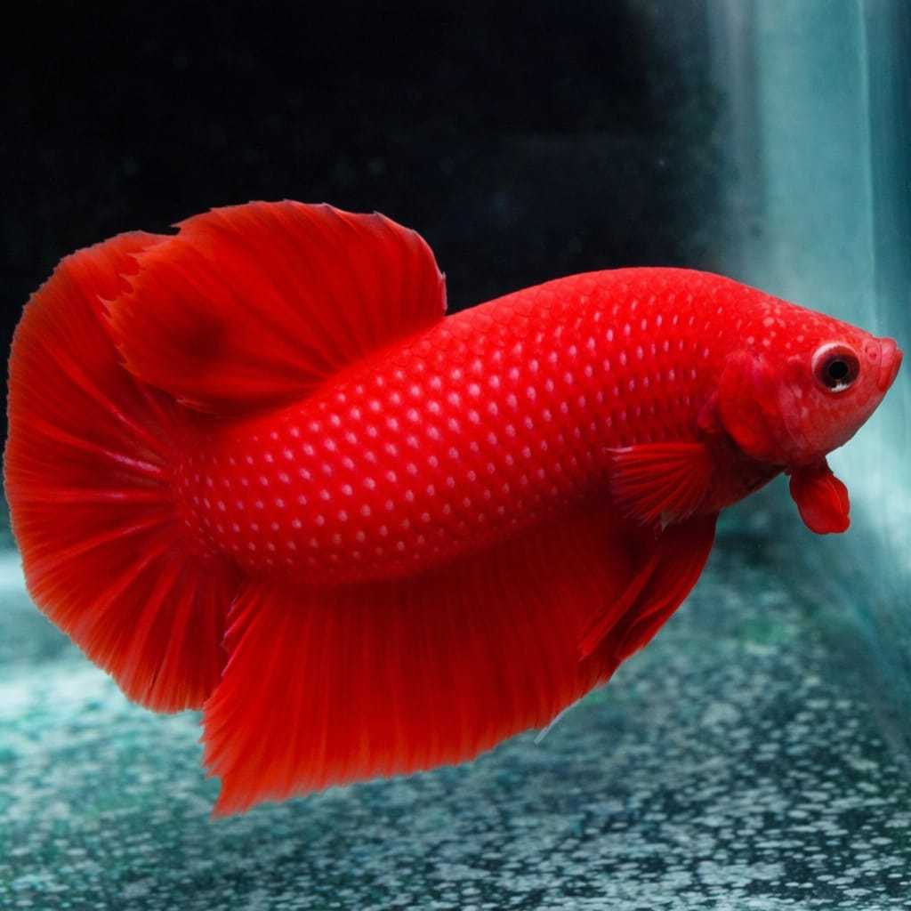 Ikan Cupang Plakat Super Red Jantan - Warna Merah Solid, Bentuk Ekor Indah, Ukuran Medium