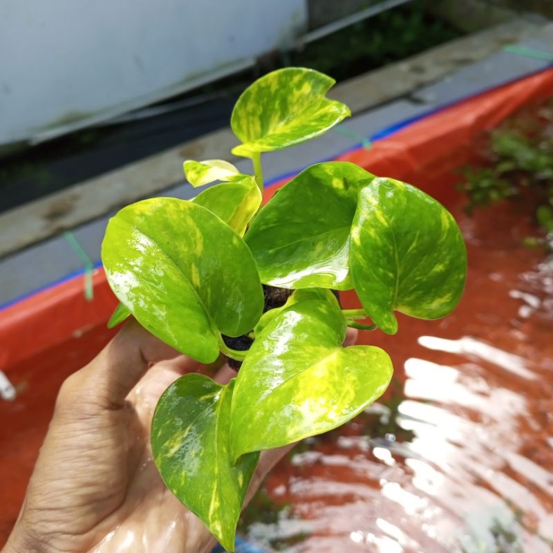 Tanaman Sirih Gading Tanaman Air Untuk Hiasan Meja Kantor