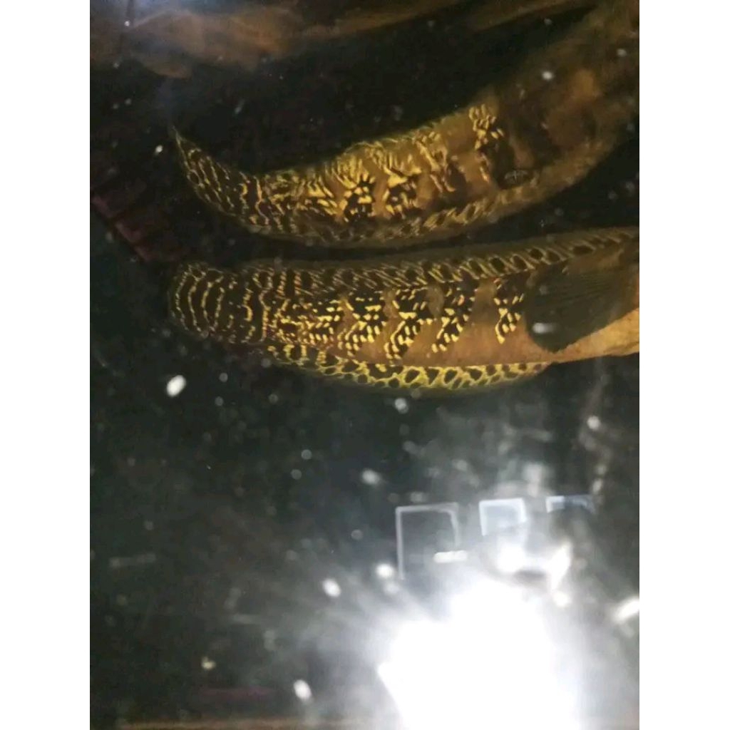 CHANA MARU OREN RIAU EMPEROR 9-12CM  ASLI HUTAN PEDALAMAN RIAU