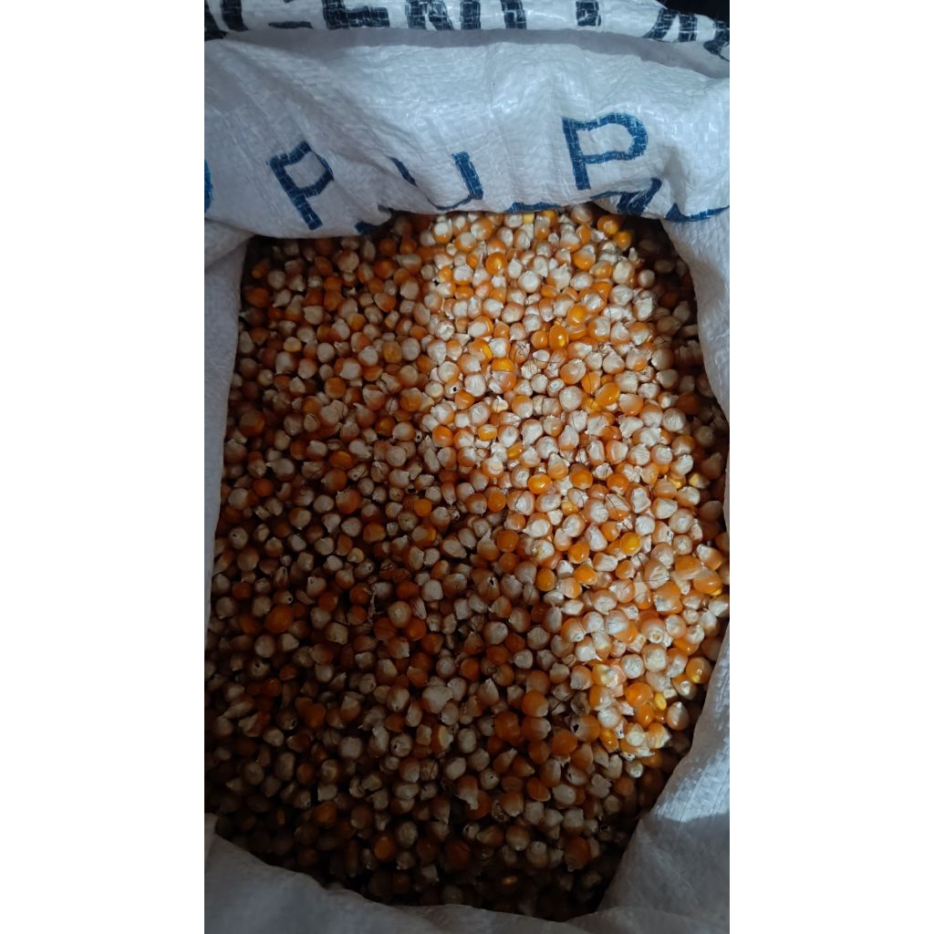 bibit jagung pioner32 repack F2