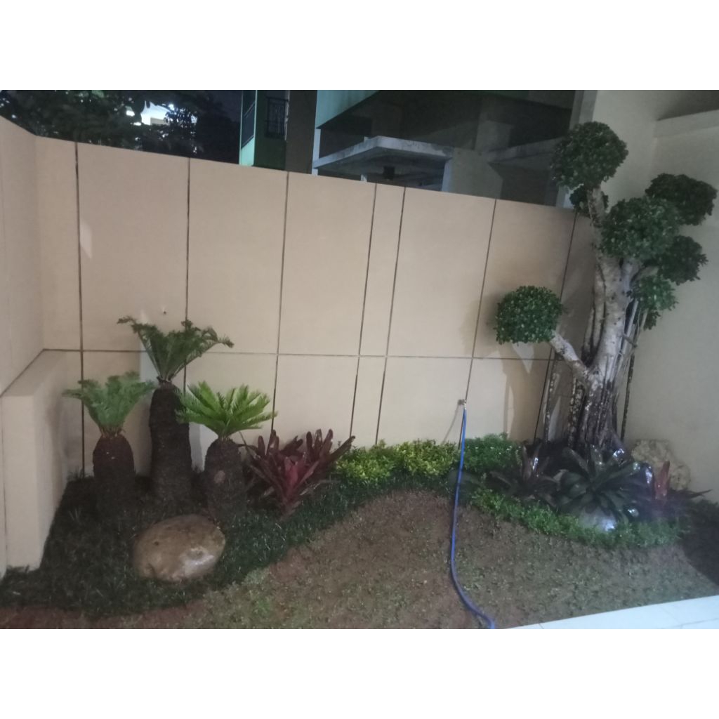 Bonsai taman beringin dolar Korea pohon bonsai beringin dolar mikro bonsai dolar