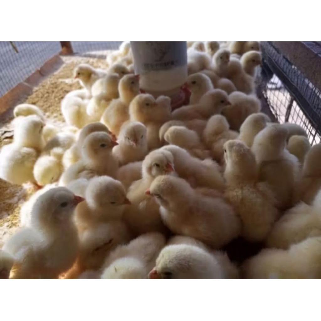 ayam negri jantan - anak ayam negeri - doc ayam negeri pejantan