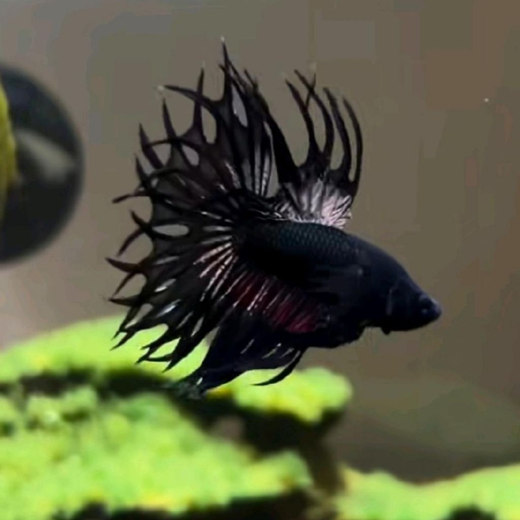 Ikan Cupang Serit Crowntail Black Copper Betta Fish KING