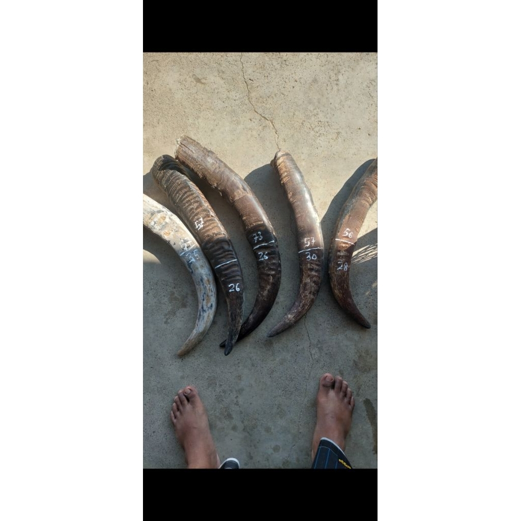 tanduk kerbau padatan 25 cm 1 pcs