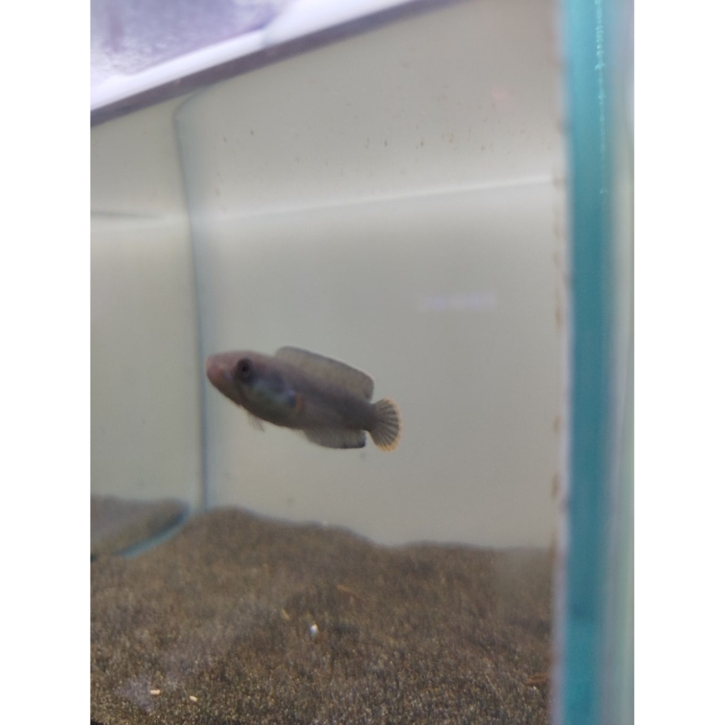 stiker Channa blue bengal