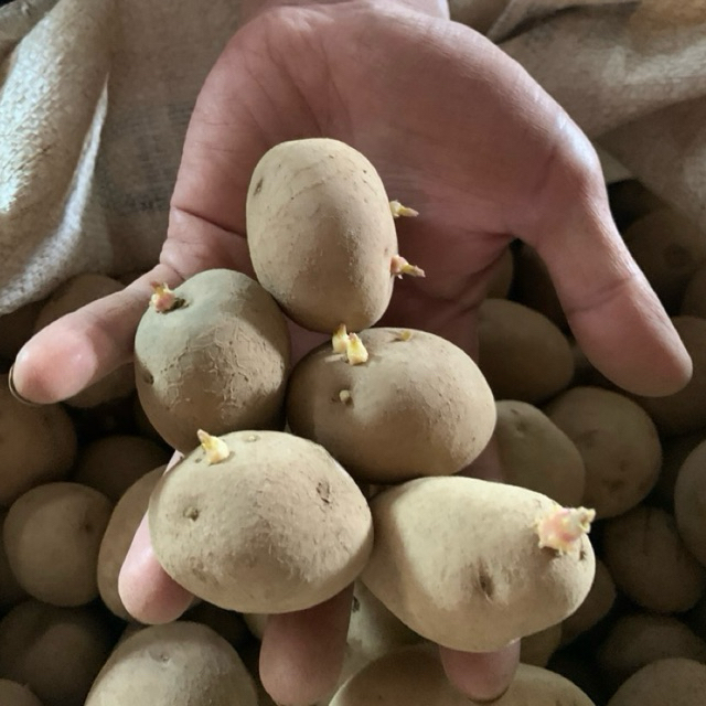 Benih kentang G2 granola L siap tanam