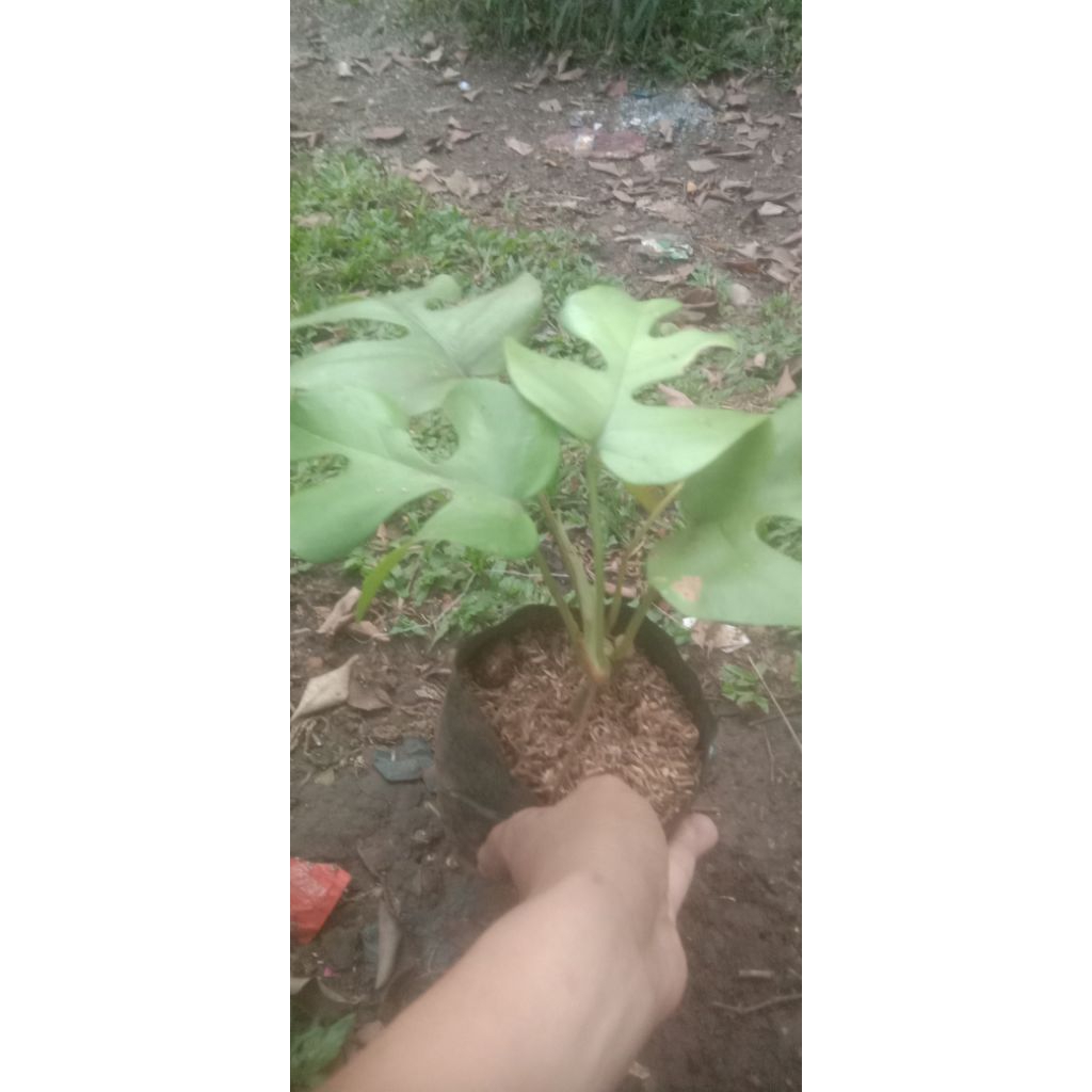 monstera mini 3 daun monstera mini