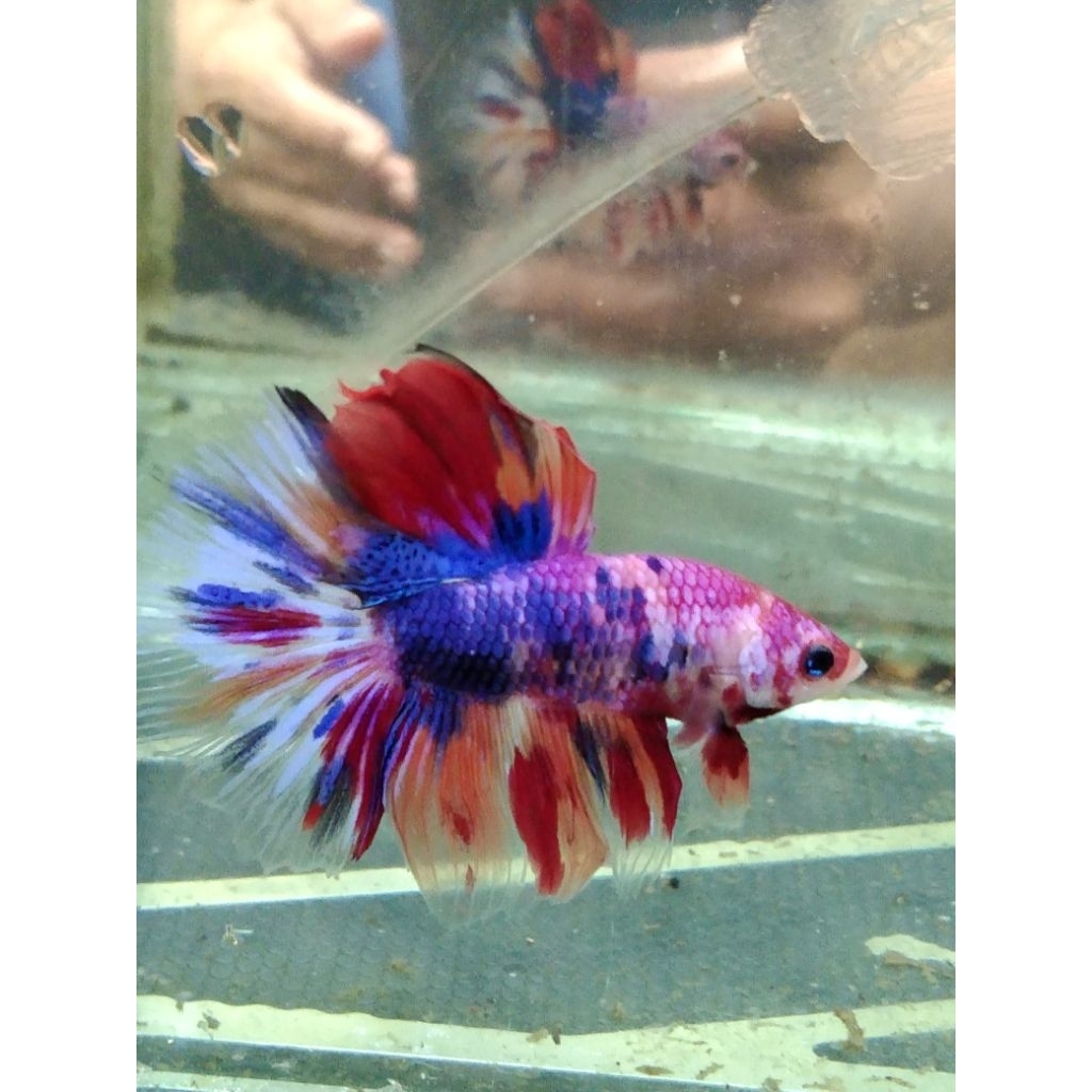 cupang HM multi size M