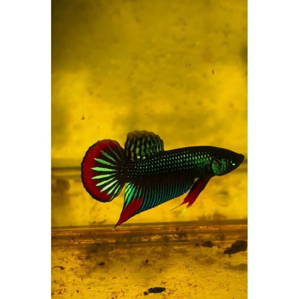 cupang imbellis / ikan laga padi