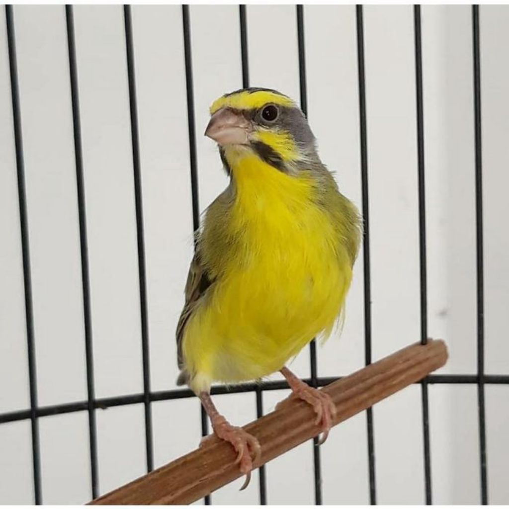 Burung mozambik bahan pilihan jantan super