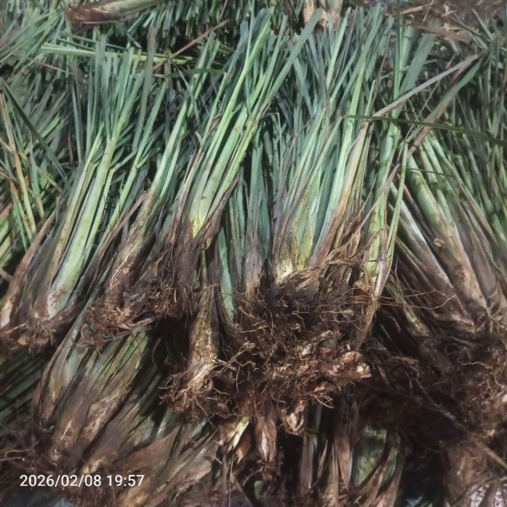 Bibit Sereh Bangkok 1 KG Sereh Jumbo