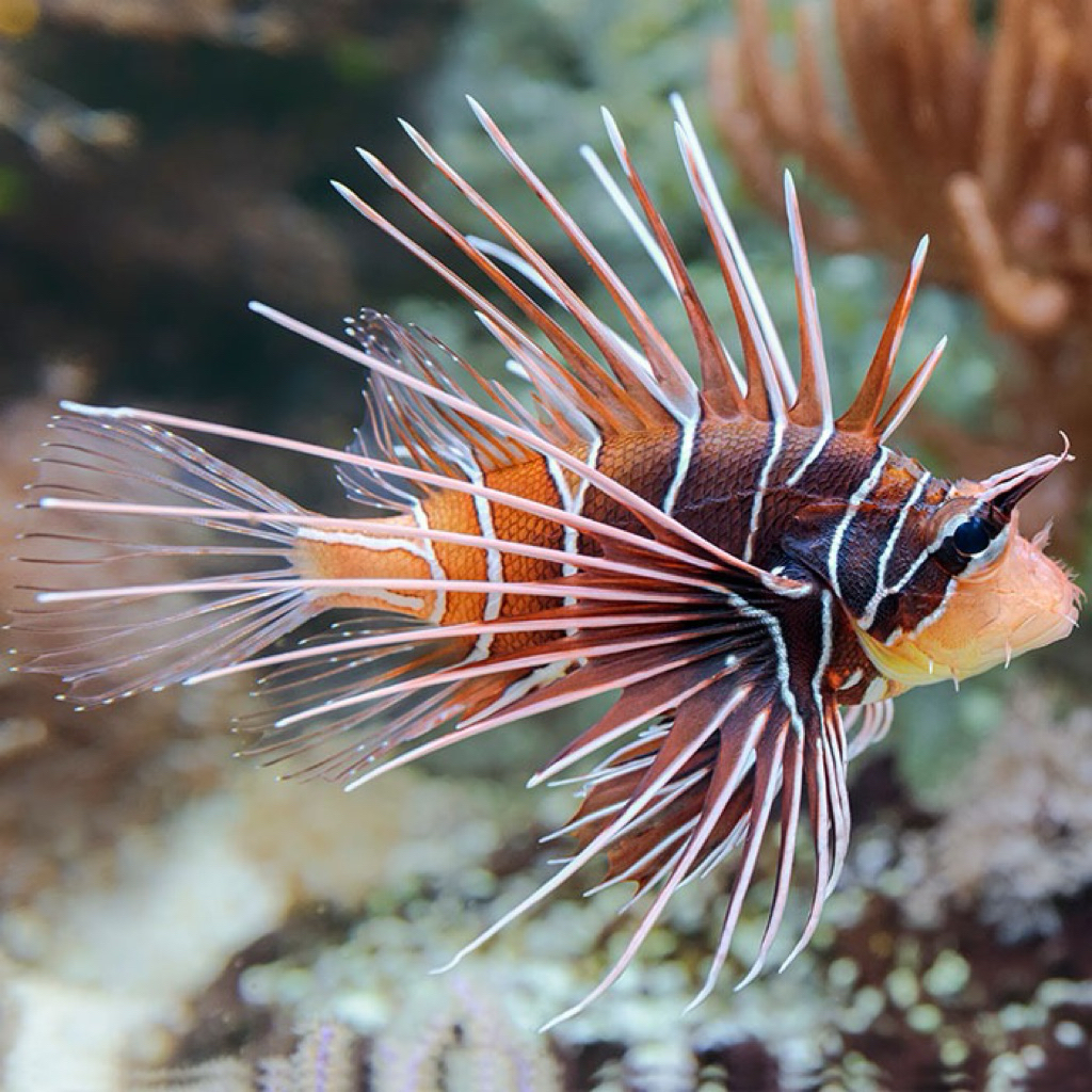 ikan lionfish radiata asli clearfin lionfish bukan niles