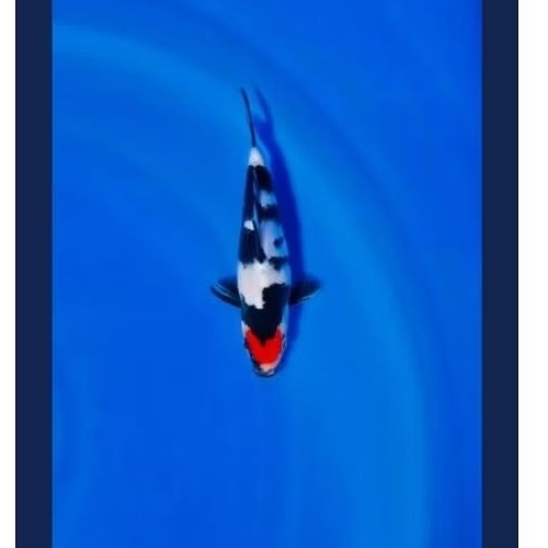ikan koi tancho showa berkualitas gread A size 30-35cm