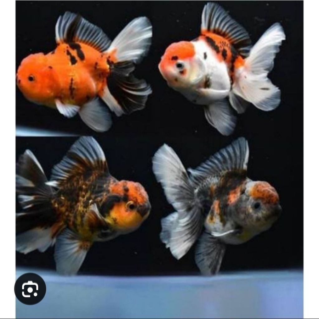 KOKI ORANDA PW (PANCA WARNA)
