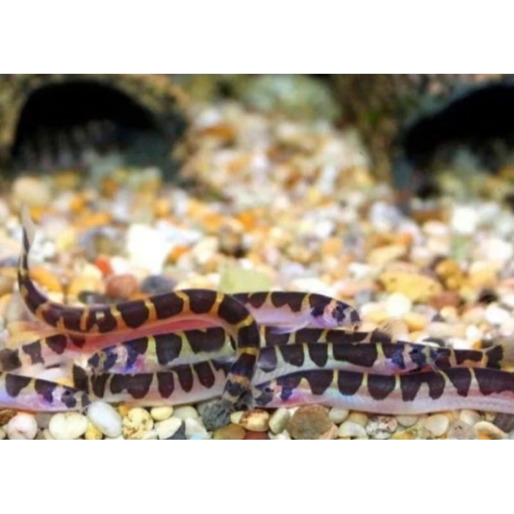 ikan kuhli loach