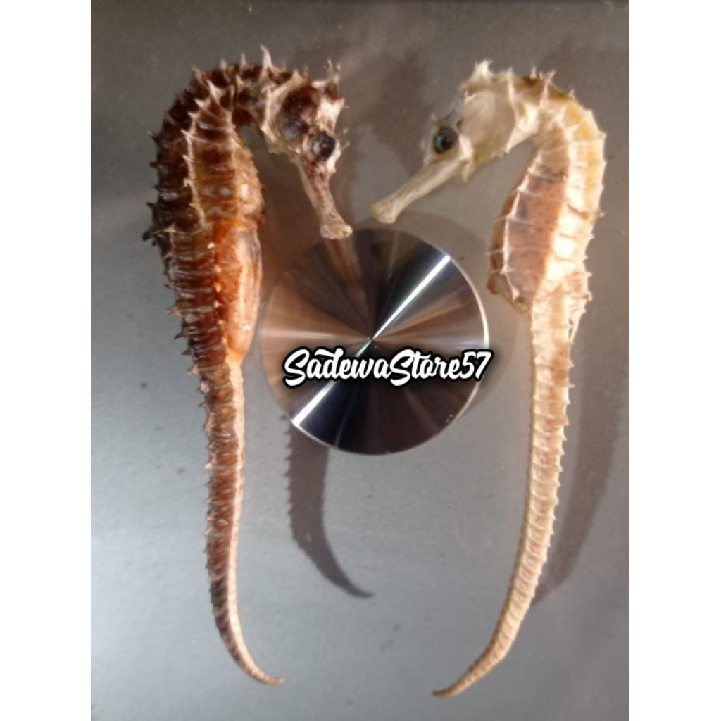 Kuda Laut Kering SEPASANG PILIHAN Asli dari Laut Jawa (2biji)