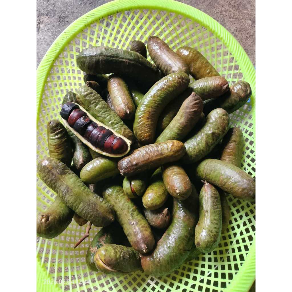 PROMO DASYAT /Jolang jaling kabau Sumatera DARI LAMPUNG 500 gr