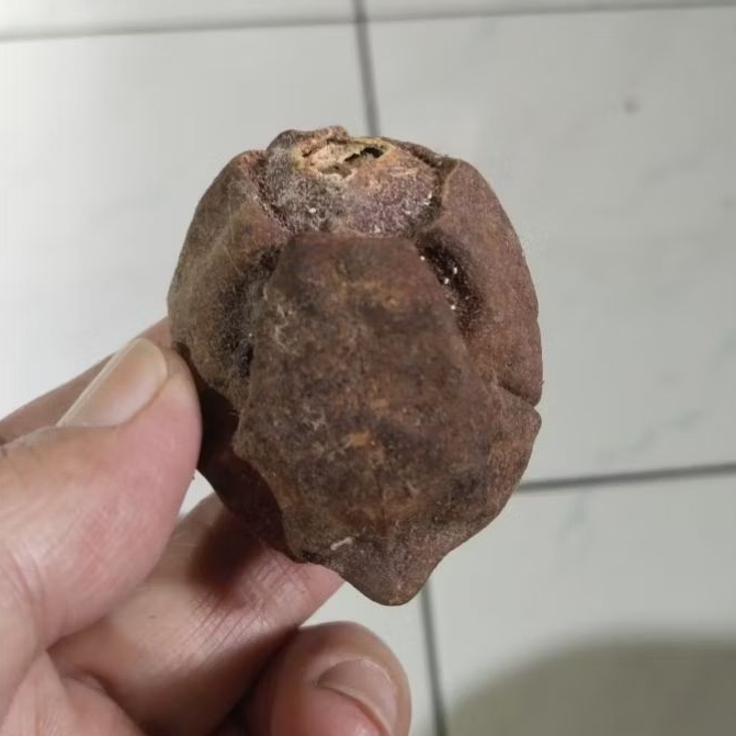 Kemiri Adu Muncang Adu Jawa Ori Cangklongan