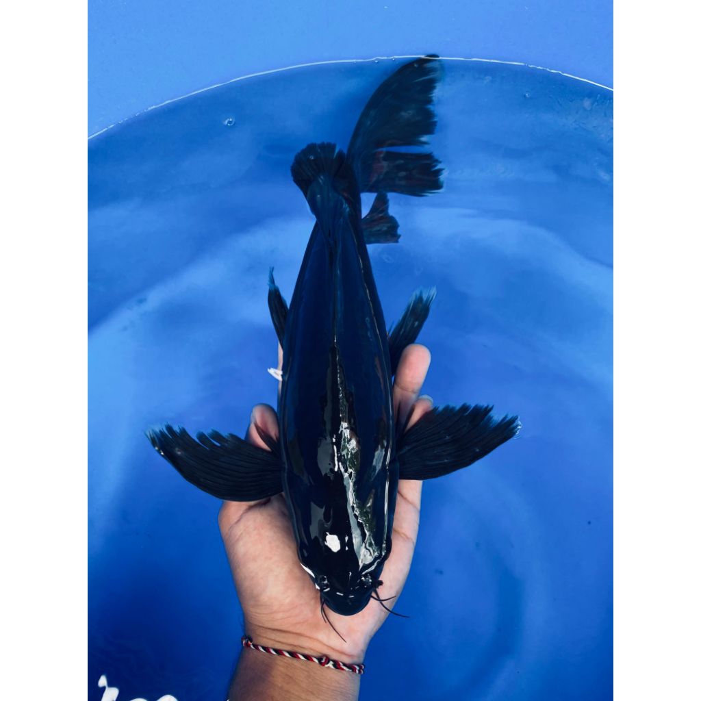 koi karasu kumpay sleyer