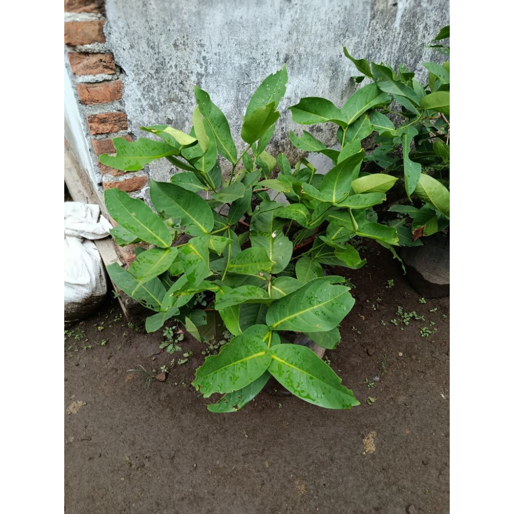 BIBIT JAMBU AIR GREEN Giant