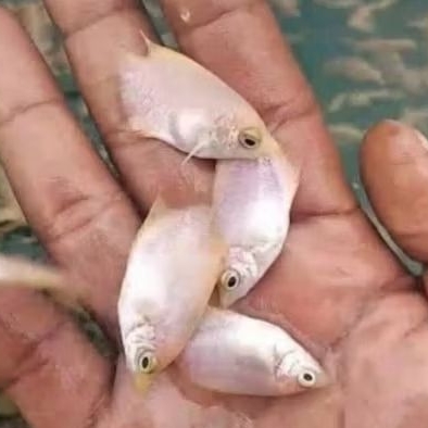 bibit ikan gurame padang ukuran korek gas/besnol