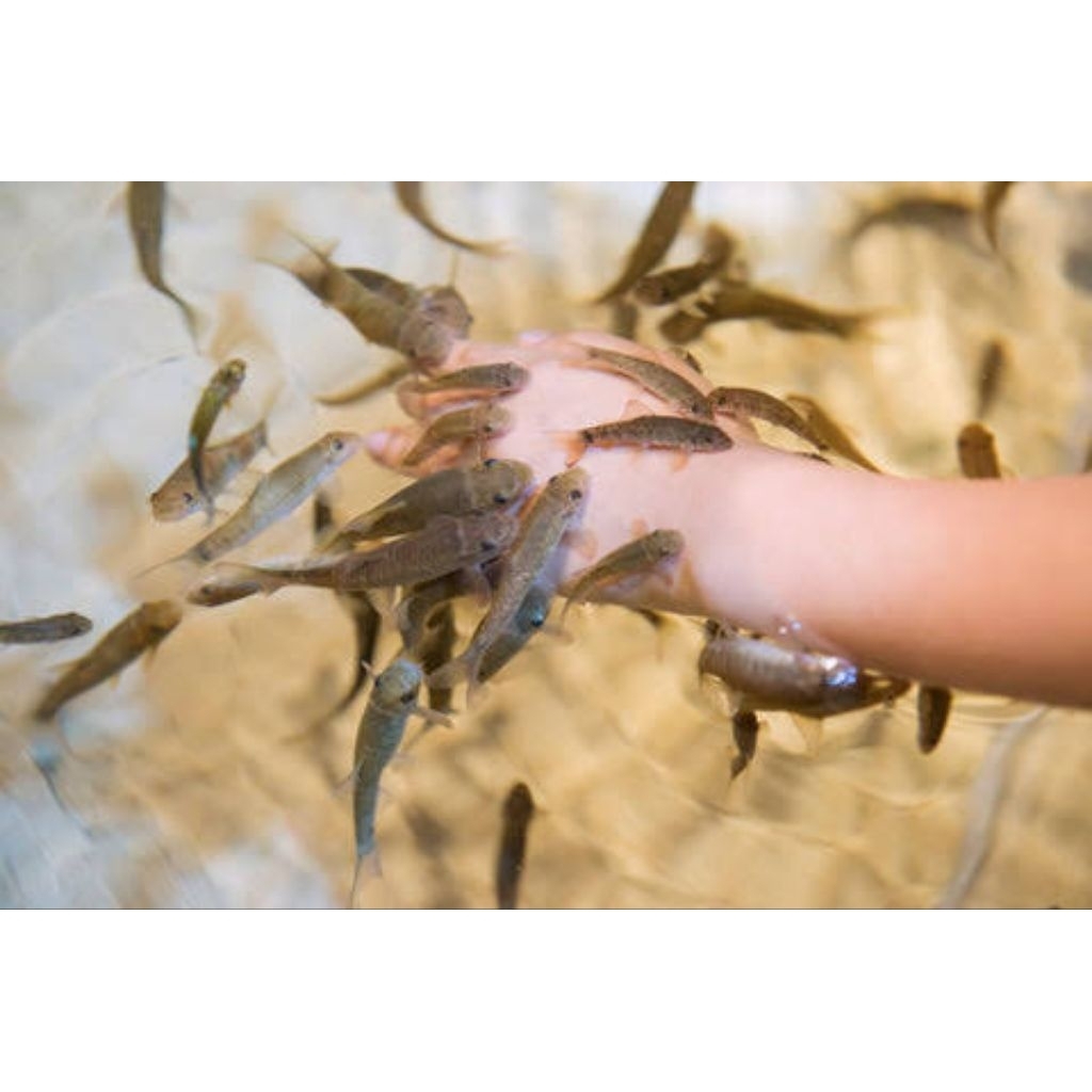 IKAN GARRA RUFFA TERAPI KAKI