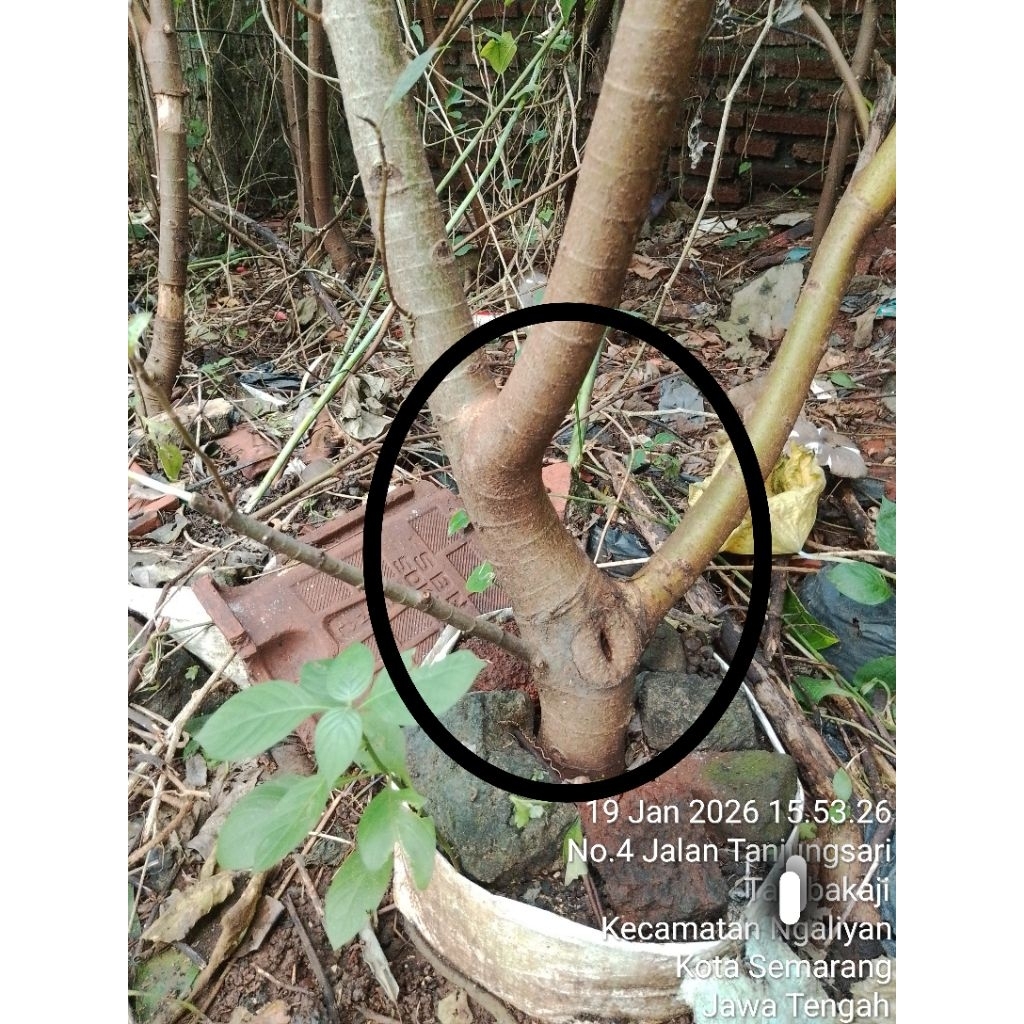 Bahan Bonsai Loa Siap Dongkel Real pict