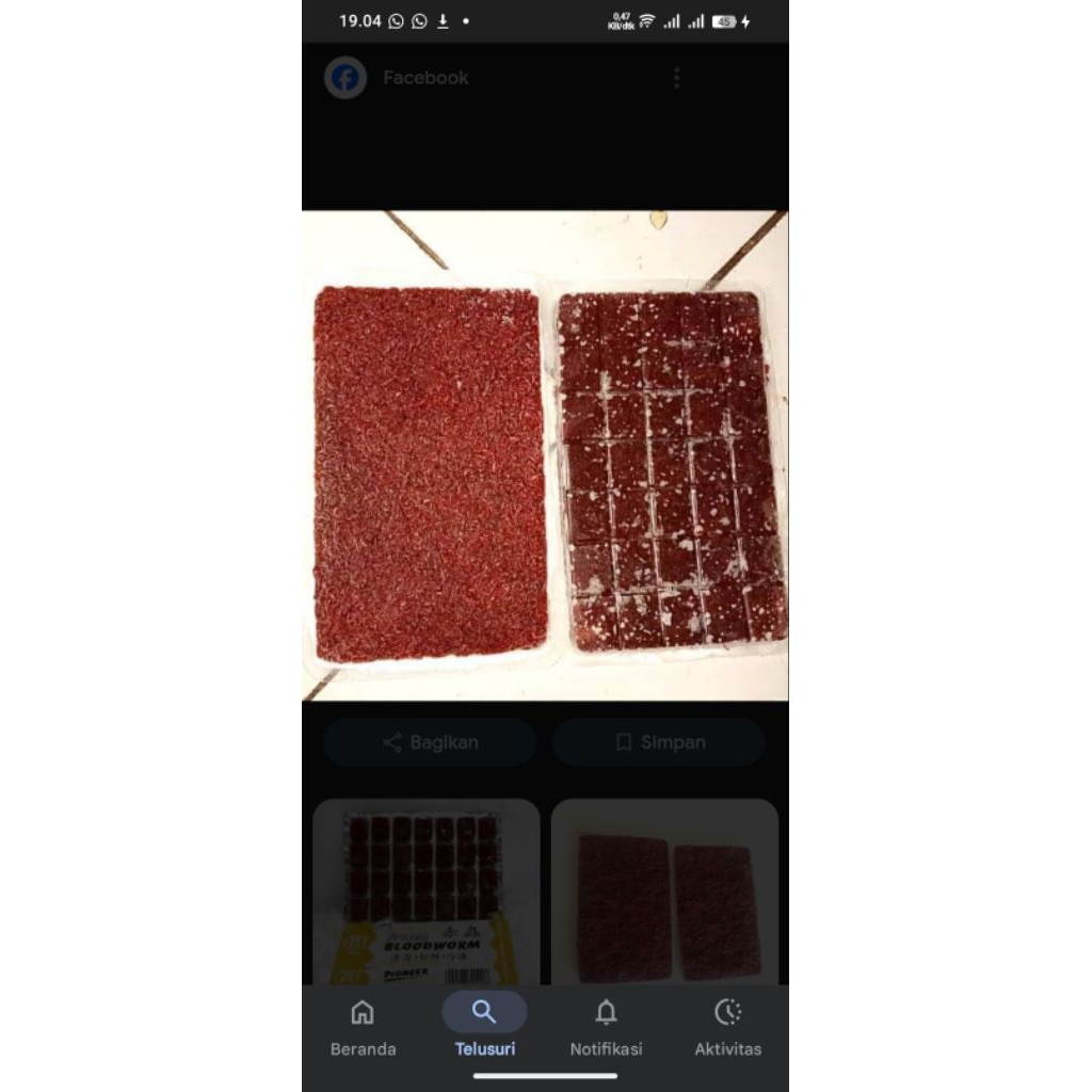 BLOODWORM/CACING DARAH BEKU