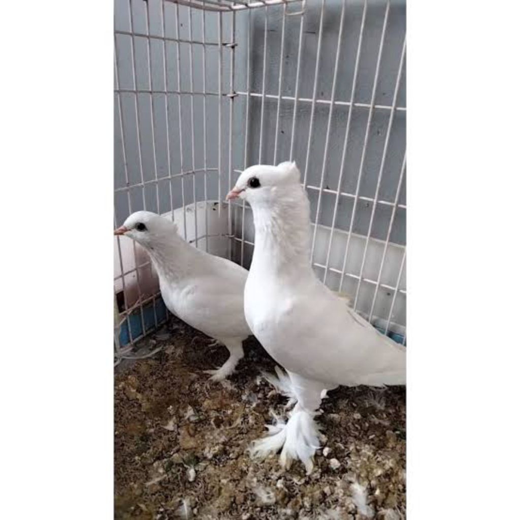 Telur fertil merpati jambul jembros putih untuk di tetas kan