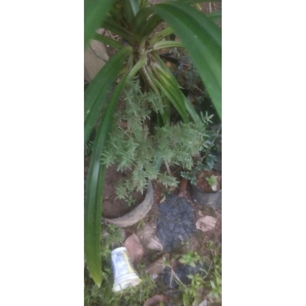 Tanaman Cucur atap/sapu-sapu