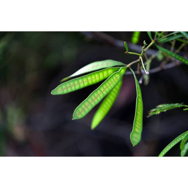 TANAMAN SUPER BENIH PETAI CHINA (LAMTORO)