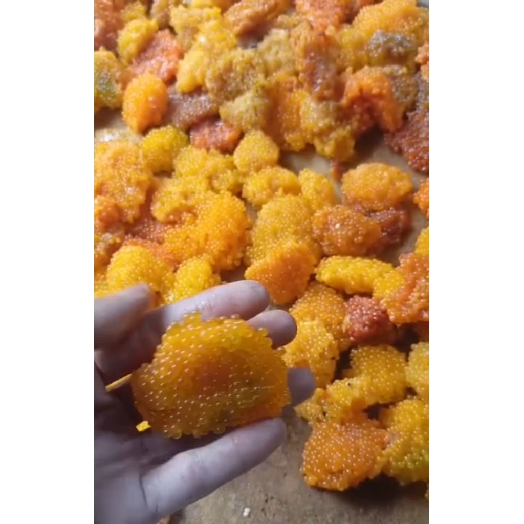 umpan Galatama lele/bawal telor sapu sapu ts yuppie