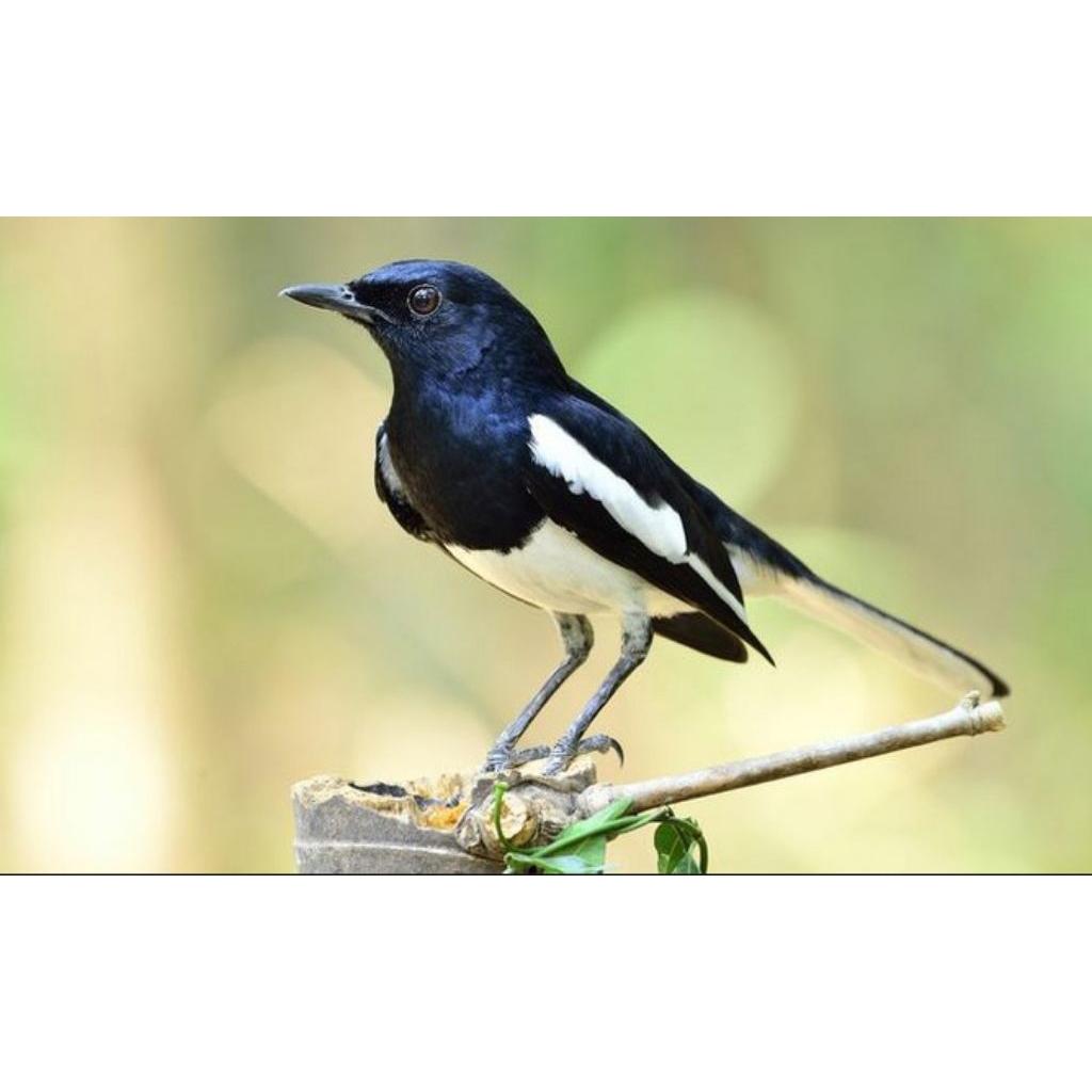 telur burung kacer fertil