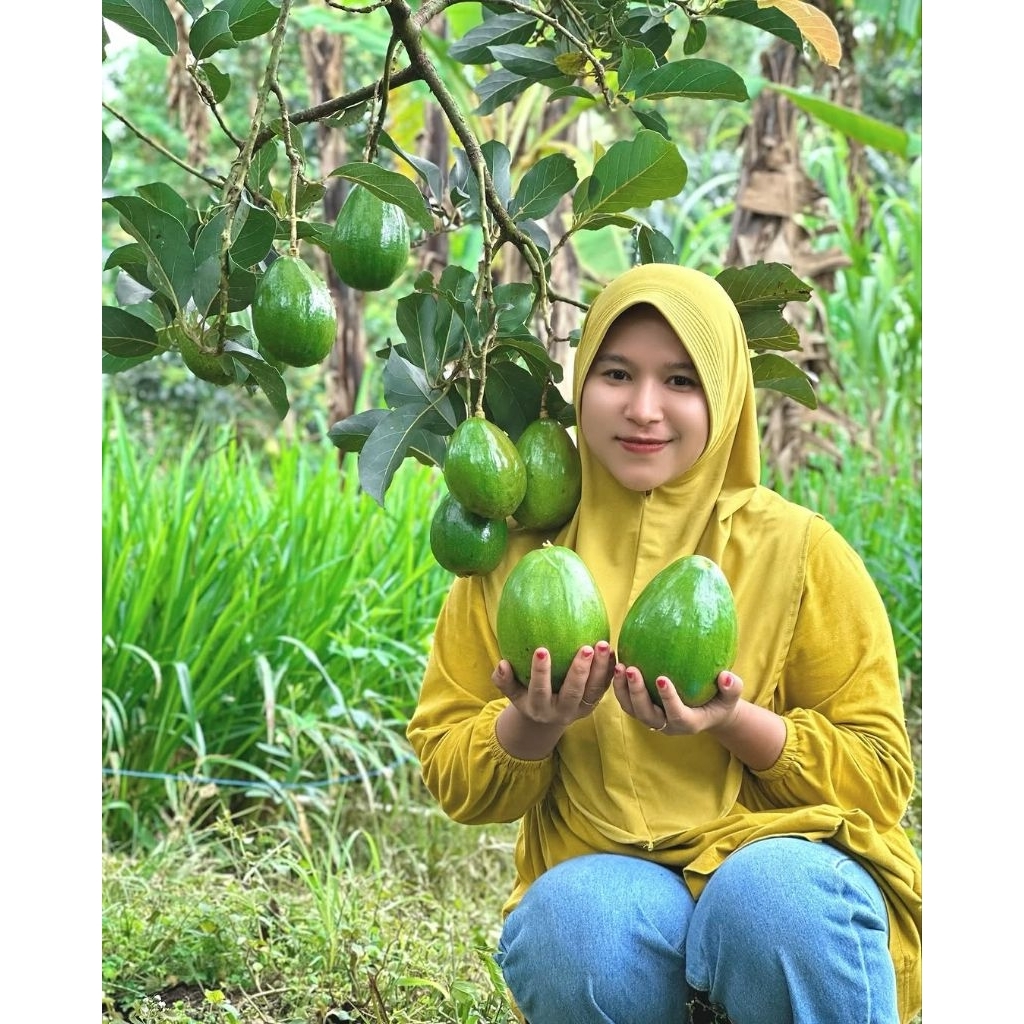 bibit alpukat kendil | berbuah jumbo