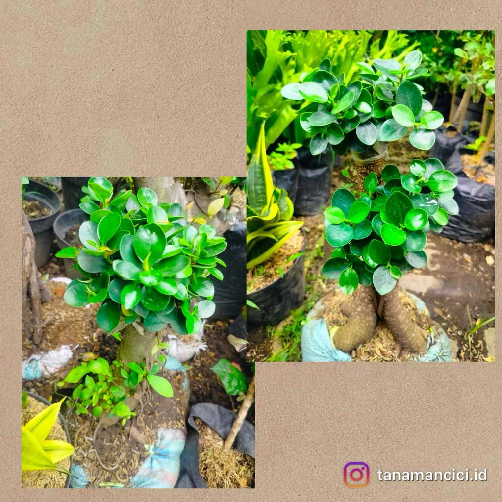 tanaman hias beringin dolar kecil mini real pict tinggi 40cm