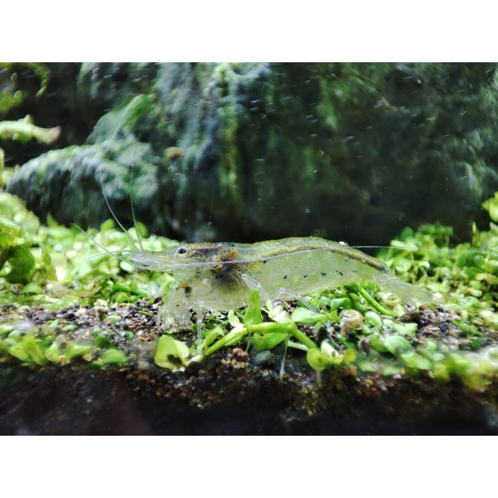 Udang Amano Sule Sulawesi ORI untuk membasmi algae Aquascape / Aquarium
