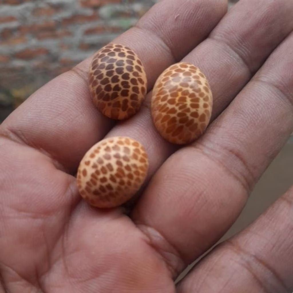 mata cincin lepasan kayu unik liwung lawu putih tembus