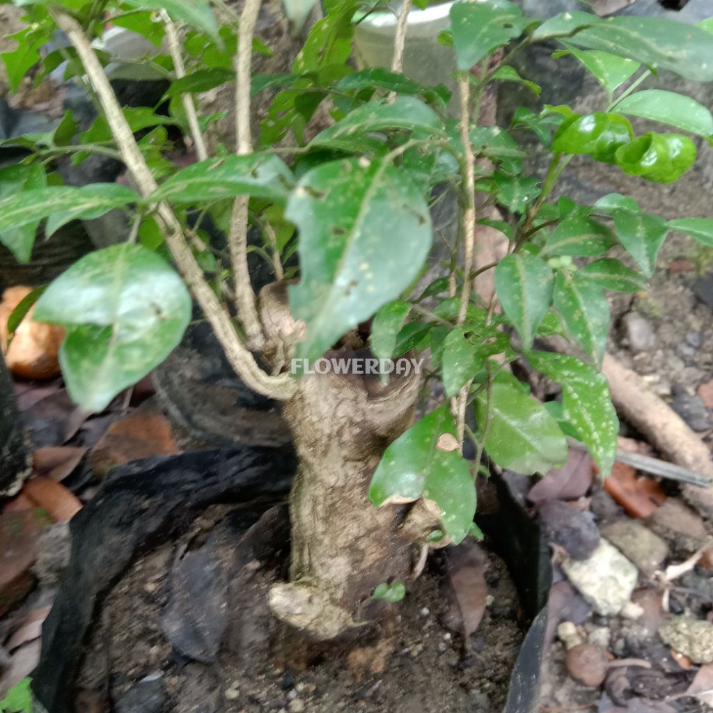 Bahan bonsai mame Kemuning lokal subur makmur