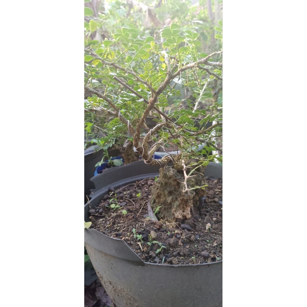 bahan kawis batu otr dn non otr lain harga