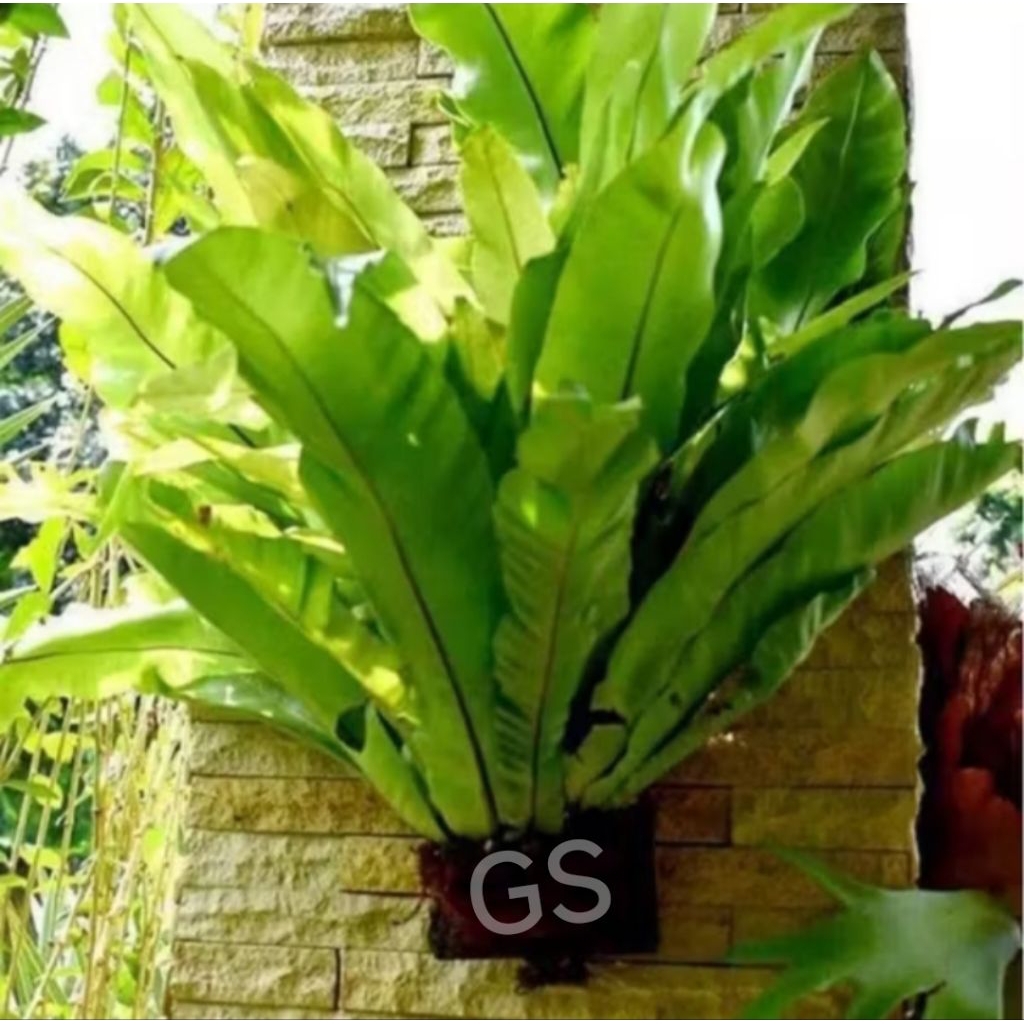 3 pcs Tanaman Hias Kadaka rimbun daun hutan asli ukuran besar